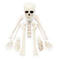 Complete Bag of Skeleton Bones
